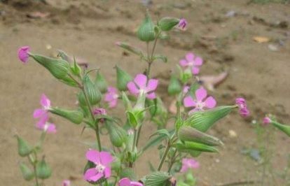 面条菜是什么植物(野菜中的面条菜长什么样)图2