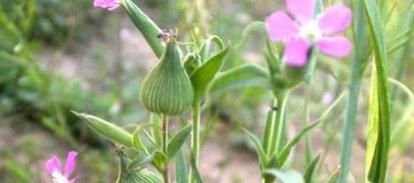 面条菜是什么植物(野菜中的面条菜长什么样)图5