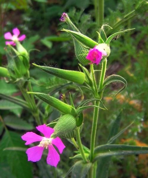 面条菜是什么植物(野菜中的面条菜长什么样)图8