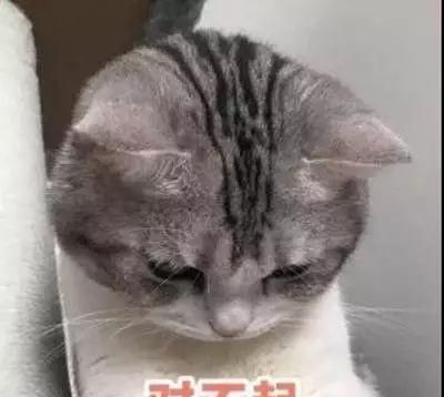 去除猫尿味的好方法,猫砂盆猫尿味怎么去除最有效图1