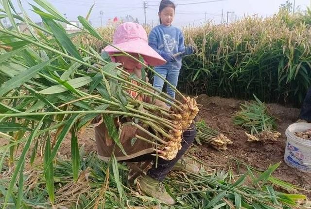 老家的生姜(老家的生姜水)图3