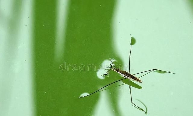 水蜘蛛到底有没有毒(蓝色水蜘蛛有没有毒)图3