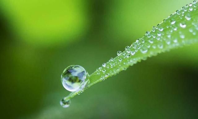 露水泡茶真的能喝吗,用清晨的露水泡茶图1