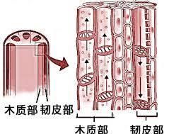 植物中的筛管,药用植物学筛管名词解释图1