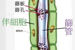 植物中的筛管,药用植物学筛管名词解释图3