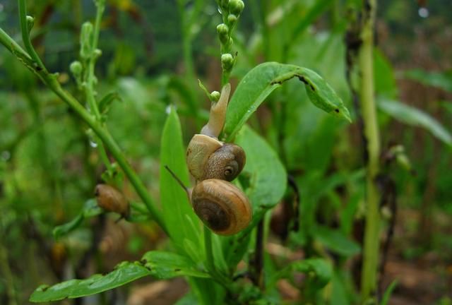 菜地蜗牛的防治方法(菜地蜗牛虫害怎样防治)图2