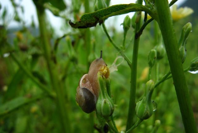 菜地蜗牛的防治方法(菜地蜗牛虫害怎样防治)图4