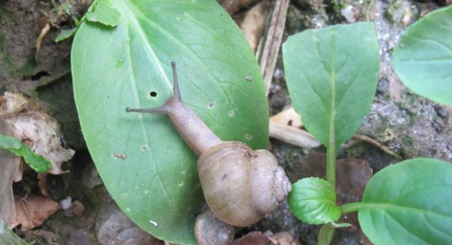 菜地蜗牛的防治方法(菜地蜗牛虫害怎样防治)图5