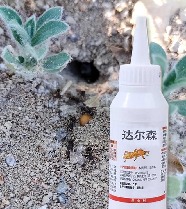 消灭蚂蚁最有效杀虫剂,杀蚂蚁最有效的杀虫剂家用图3