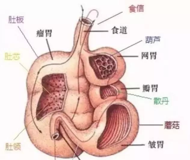 北京最地道的爆肚(北京老门框爆肚涮肉)图6