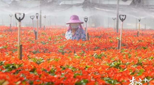 高明旅游景点美食(高明旅游风景)图8