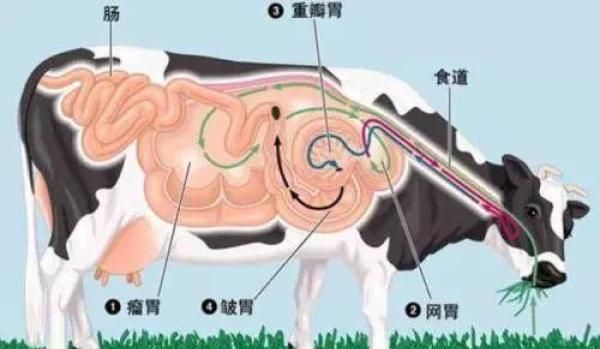 郡肝黄喉是什么,黄喉到底吃了什么图3