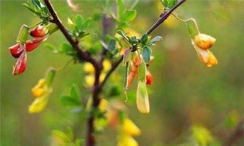 十大鲜花菜,鲜花菜菜谱图16