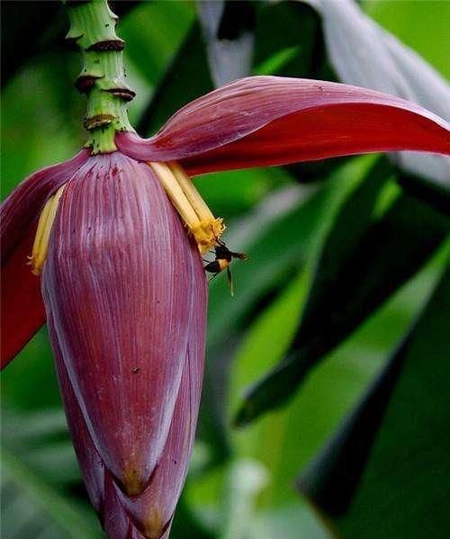 十大鲜花菜,鲜花菜菜谱图18