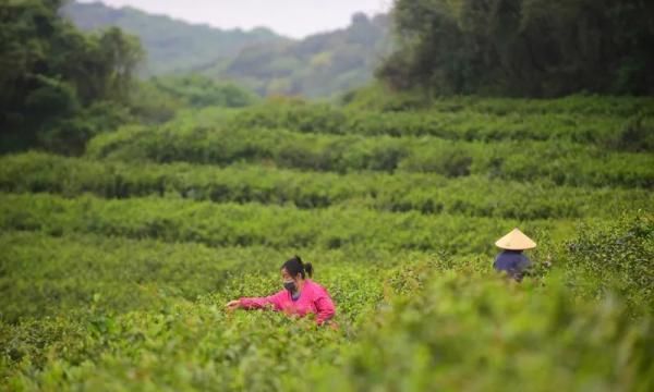 “草树知春不久归,百般红紫斗芳菲”图3