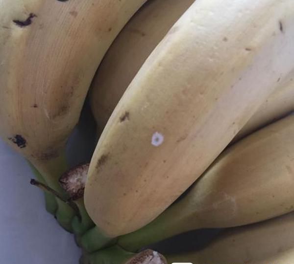 青香蕉加催熟剂后多久变黄(香蕉没有催熟剂能变黄吗)图2