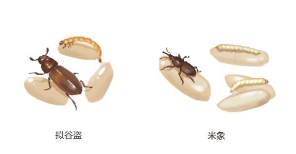 米面生虫了怎么办还能吃吗,米面为啥生虫不白吃图4
