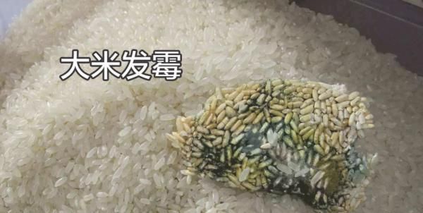 米面生虫了怎么办还能吃吗,米面为啥生虫不白吃图5