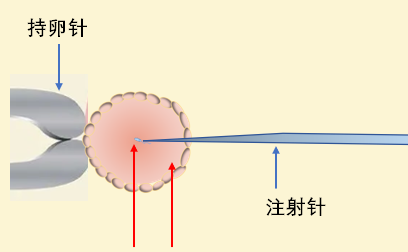 卵母细胞和精母细胞的区别图2
