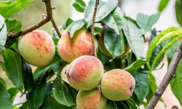 在什么环境下桃子能长久保鲜,桃子预冷方法图1