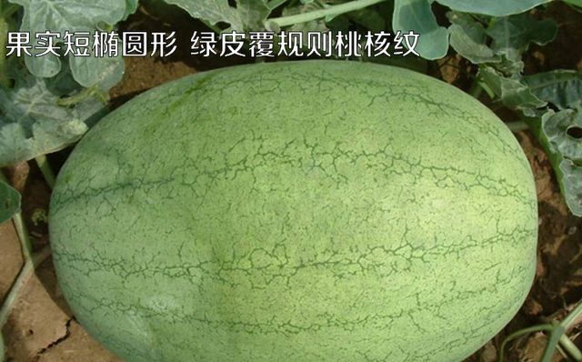 黄肉西瓜的功效与作用及禁忌,什么西瓜好黄皮西瓜最佳种植时间图3