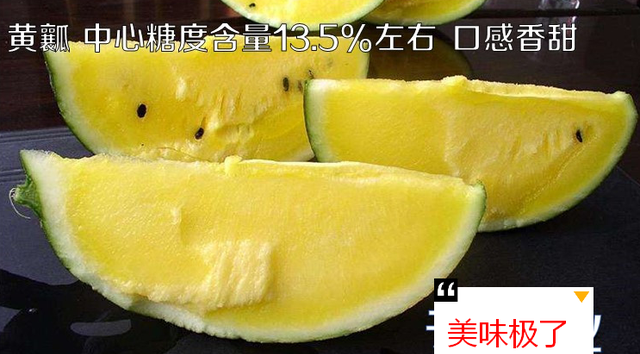 黄肉西瓜的功效与作用及禁忌,什么西瓜好黄皮西瓜最佳种植时间图4