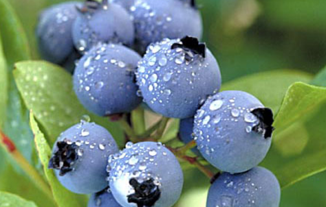 蓝莓可以冷冻保存吗图1