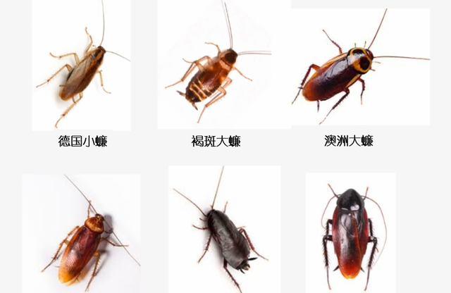 为什么踩死蟑螂会变成很多的蟑螂图3