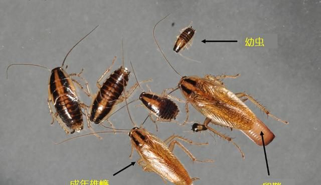 为什么踩死蟑螂会变成很多的蟑螂图6