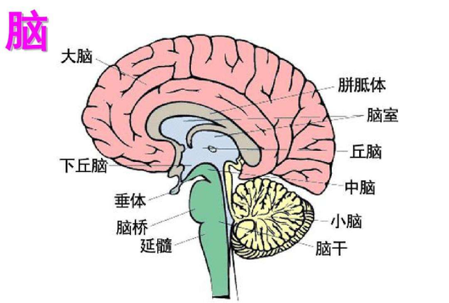 大脑的基本结构和功能区划分图1