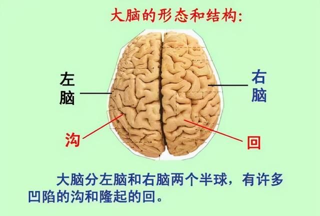 大脑的基本结构和功能区划分图2