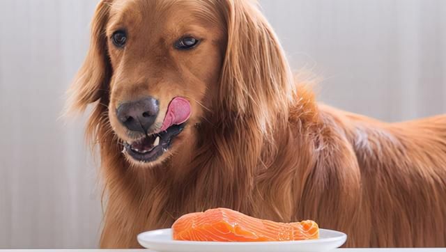 狗狗最爱的6种食物你喂过几种图1