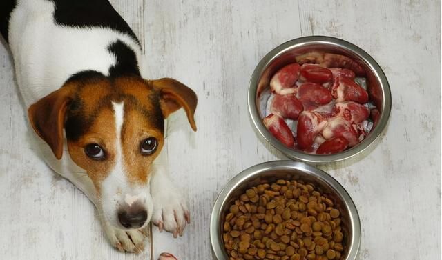 狗狗最爱的6种食物你喂过几种图4
