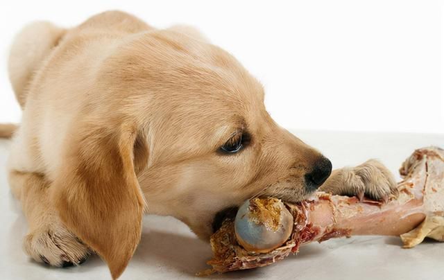 狗狗最爱的6种食物你喂过几种图6