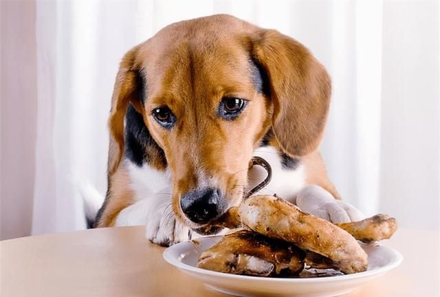 狗狗最爱的6种食物你喂过几种图7