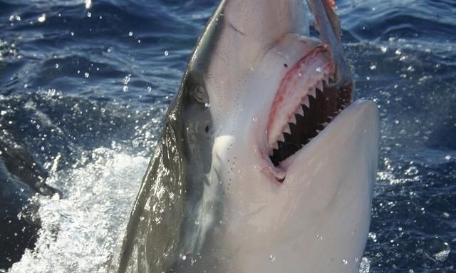 电影里面鲨鱼会吃人是真实的吗,科学家揭秘鲨鱼的秘密图1