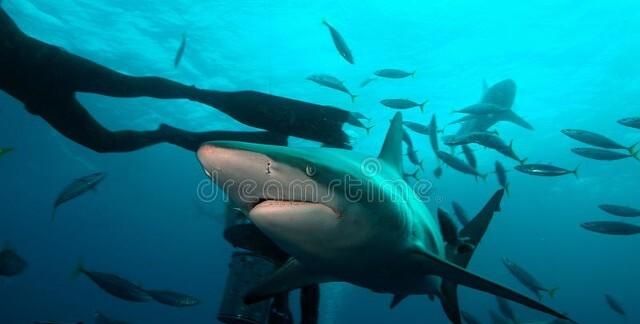电影里面鲨鱼会吃人是真实的吗,科学家揭秘鲨鱼的秘密图2