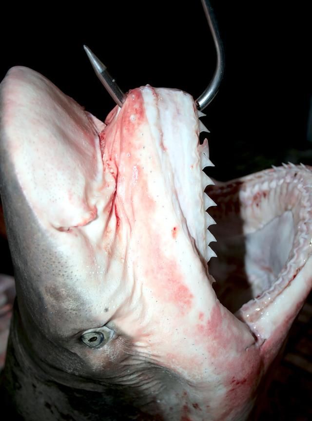 电影里面鲨鱼会吃人是真实的吗,科学家揭秘鲨鱼的秘密图5