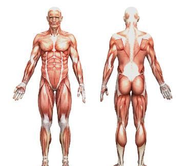 肌肉在人体中的重要位置,人体肌肉位置图及作用图2