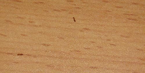 家里床上有小红色蚂蚁是怎么来的图1