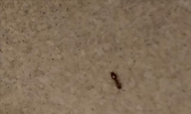 家里床上有小红色蚂蚁是怎么来的图2