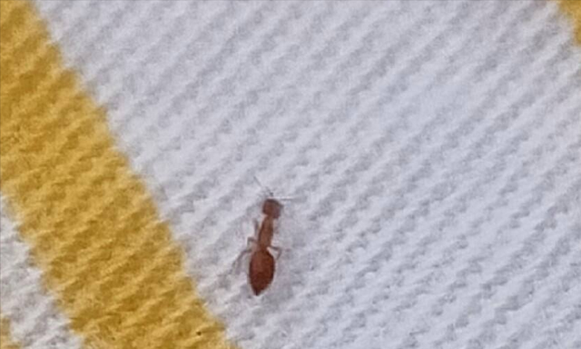 家里床上有小红色蚂蚁是怎么来的图3