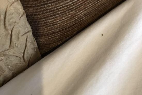 家里床上有小红色蚂蚁是怎么来的图4