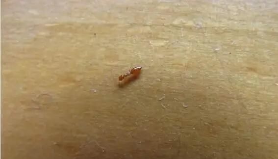 家里床上有小红色蚂蚁是怎么来的图5