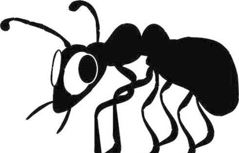 蚂蚁怕什么?如何远离蚂蚁的侵扰呢图1
