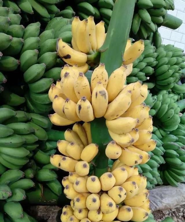 香蕉,芭蕉,米蕉,你吃过哪几种蕉类图2