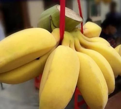 香蕉,芭蕉,米蕉,你吃过哪几种蕉类图8