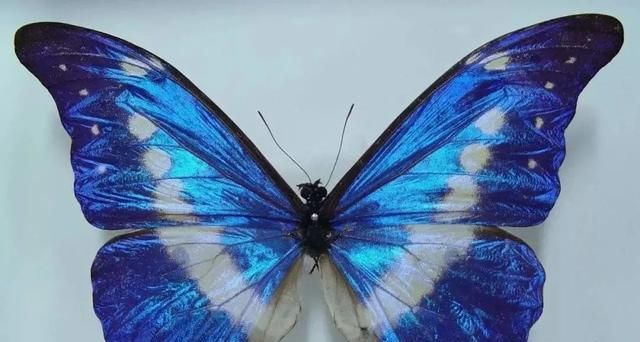 蝴蝶和飞蛾翅膀上的粉末有毒吗,蝴蝶身上的粉末真的有毒吗图7