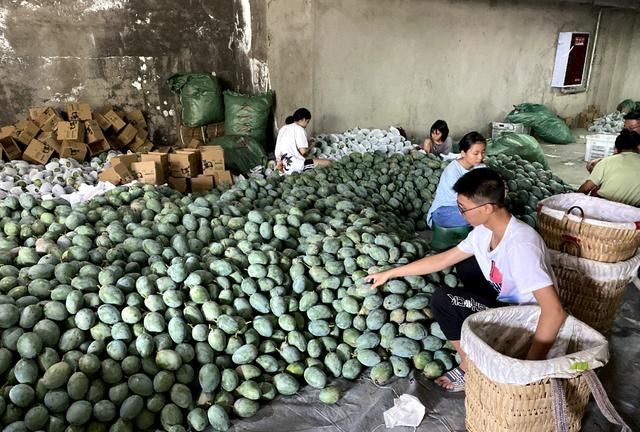 芒果收到没熟怎么办？小董教你2个小技巧，芒果熟得快还好吃