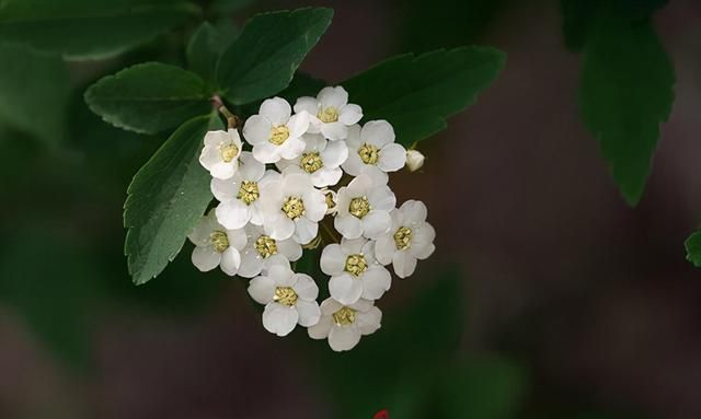 72种鲜花欣赏